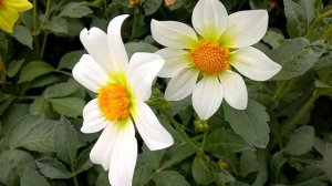 Познаем мир: георгины "Веселые ребята"