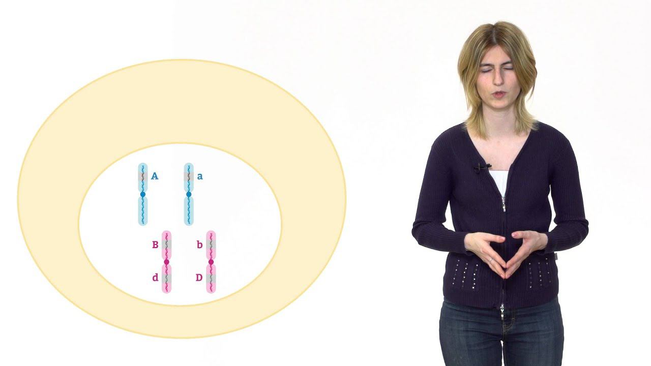 4. Жизненный цикл клетки. Решение генетических задач 9 - 11 класс смотреть онлайн