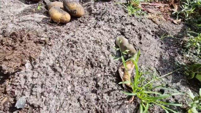 #108 эксперимент: картофель в соломе/ дача поздних переселенцев/влог/#дачавгермании смотреть онлайн