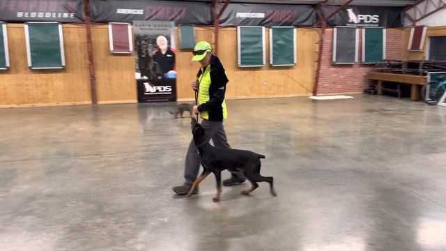 "Unik" 6 Mo Doberman Obedience Session With Tug Play Building Better Brains Personal Protection Dog смотреть онлайн