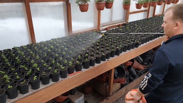 ПОГИБАЕТ ЧЕРЕНОК ВЕГЕТАТИВНОЙ ПЕТУНИИ , СПАСАЕМ СИТУАЦИЮ . смотреть онлайн