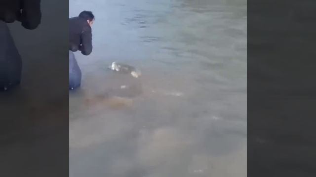 Охота на крупную рыбу спомощью рыболовной сети #short #shorts #shortvideo #shortsvideo #shortsfeed смотреть онлайн