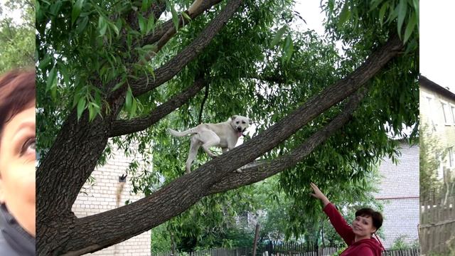 Как мы занимались животноводством и птицеводством // плюсы и минусы смотреть онлайн