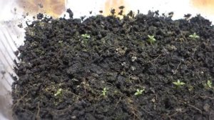 Первая важная подкормка эустомы. Почему эустома так любит кальциевую селитру?