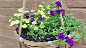 Как избавится от Трипса Тли и Белокрылки. Моя схема обработок петунии калибрахоа колеуса в саду.