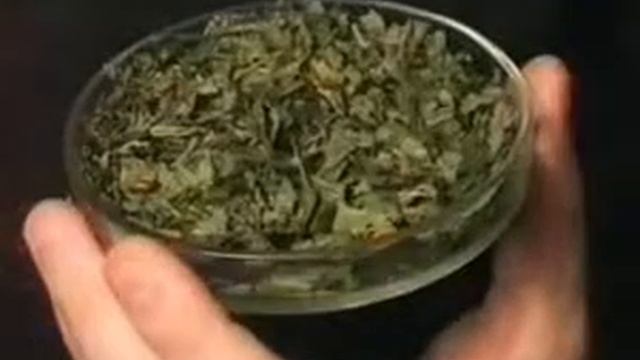 Горец перечный Водяной перец смотреть онлайн