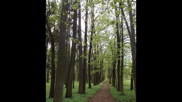 2022 05 Дача Ворошиловская смотреть онлайн