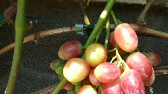 Огляд сігналок минулорічних прививок г.Ф подарок Білорусії, мускат медовий і Купідон на 2.08.22р. смотреть онлайн