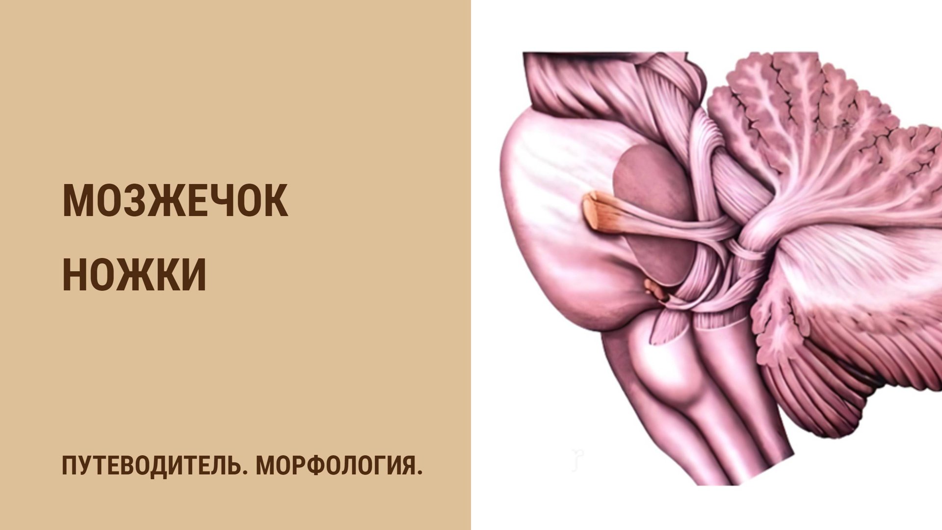 Мозжечок. Ножки смотреть онлайн