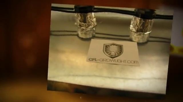 4000 Watt CFL Stealth Grow First 4 weeks in Flower смотреть онлайн
