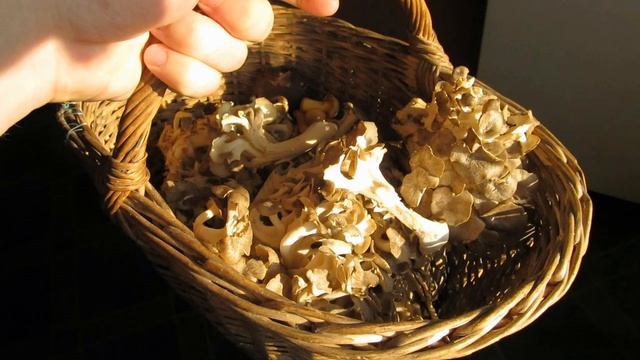 Sparassis Crispa (Гриб-баран)