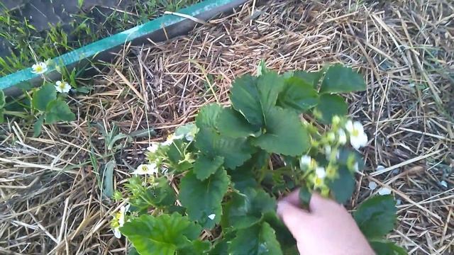 Как чувствует себя ягодник после ливня// Ягодный Огород смотреть онлайн