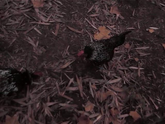 сочи дендрарий .петушки дерутся смотреть онлайн