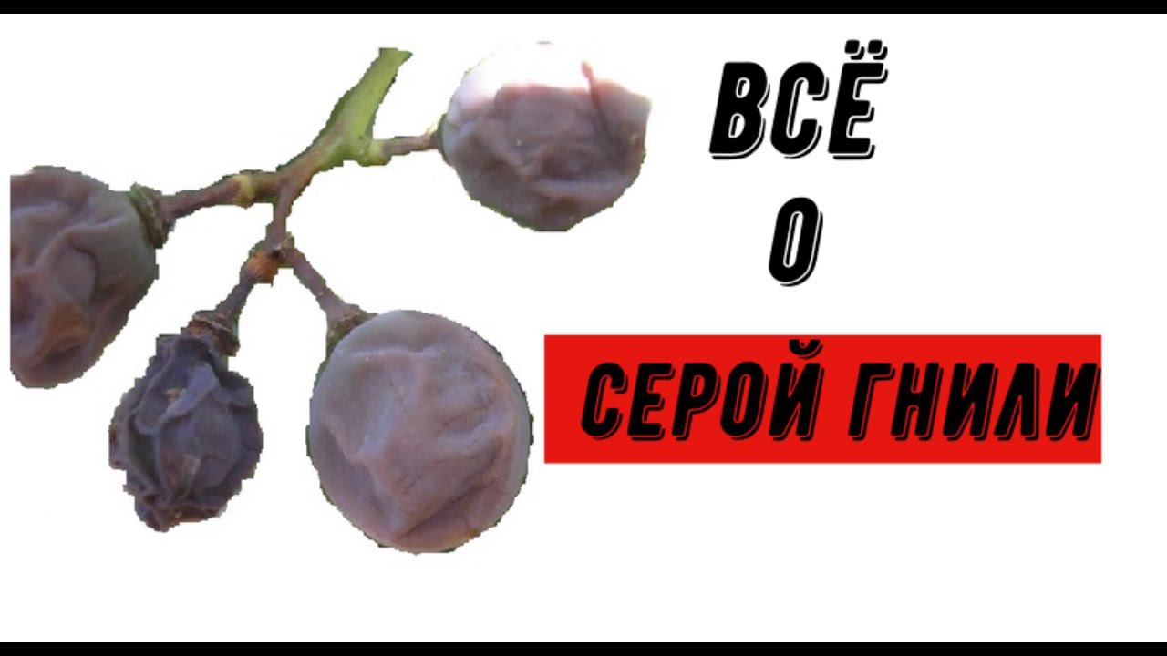 Серая гниль. Причины, методы борьбы. смотреть онлайн