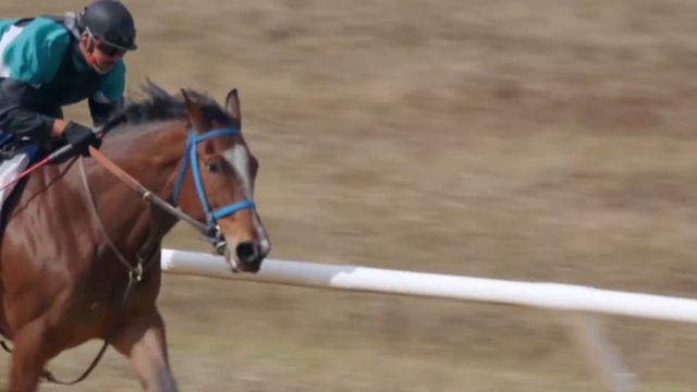 EO-3: Omega-3 Fatty Acids DHA and EPA for Horses смотреть онлайн