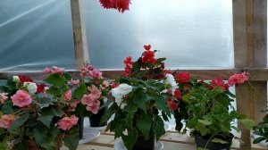 Бегонии, Беллеконии. Видеообзор.