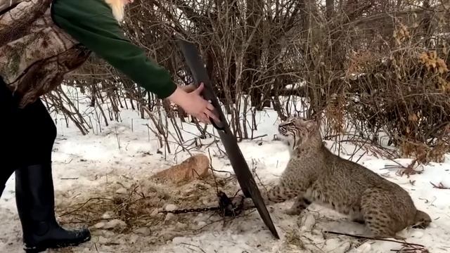 Женщина помогла плачущей рыси. Но спустя годы произошло невероятное! смотреть онлайн