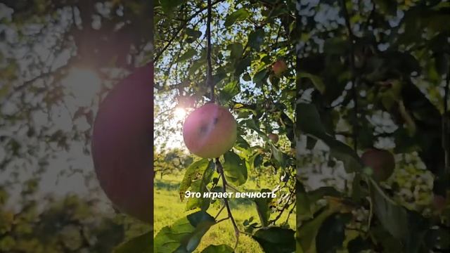 октябрь 2023 #тёплаяосень #осень203 смотреть онлайн