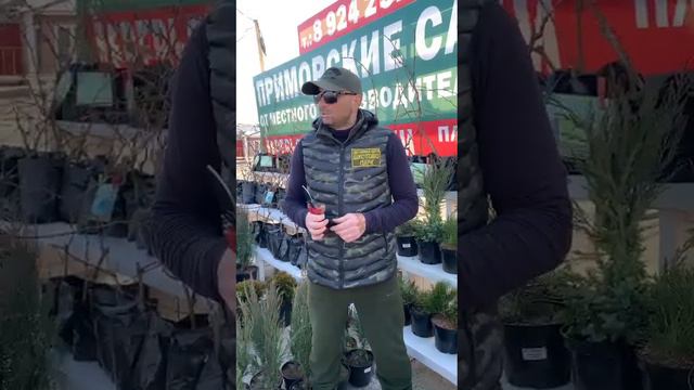 продажа саженцев Владивосток смотреть онлайн