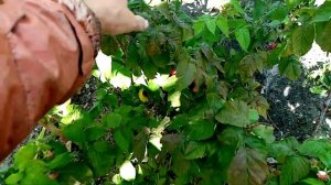 Самый Лучший сорт??? Малины у меня в Огороде это сорт ПОКЛОН КАЗАКОВУ!!! ???  15 сентября 2023г?.