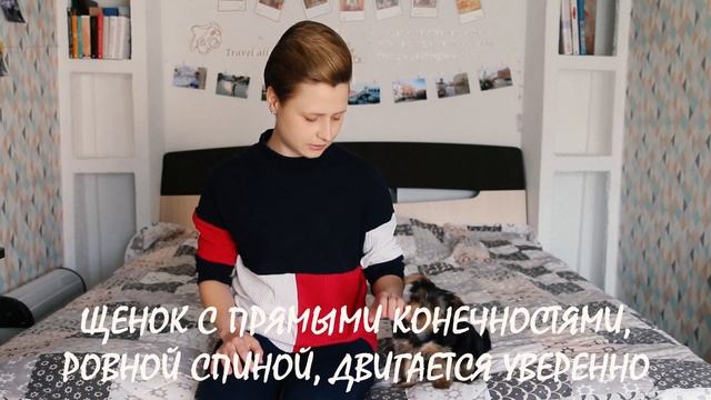 Как я выбрала Стэйси. На что нужно обратить внимание при покупке щенка йоркширского терьера? смотреть онлайн