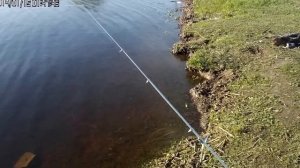 Видеоотчет о ловле рыбы на китайские бойлы и прикормку с Алиэкспресса  Великий Новгород 8 мая 2016