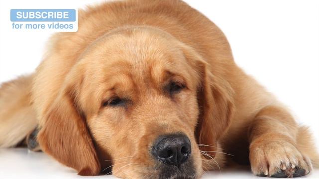 Music for Angry Chihuahuas! Relax Your Dog. смотреть онлайн