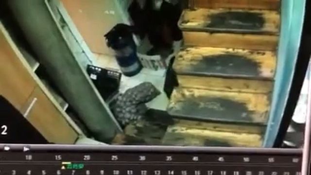 Падение мопса смотреть онлайн