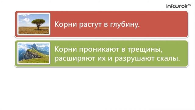 Виды корней и типы корневых систем Биология 6 класс #21 Инфоурок online video cutter com смотреть онлайн