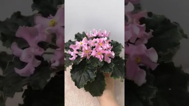 Фиалка стандартная РМ-Розовая Волна. Обзор. смотреть онлайн