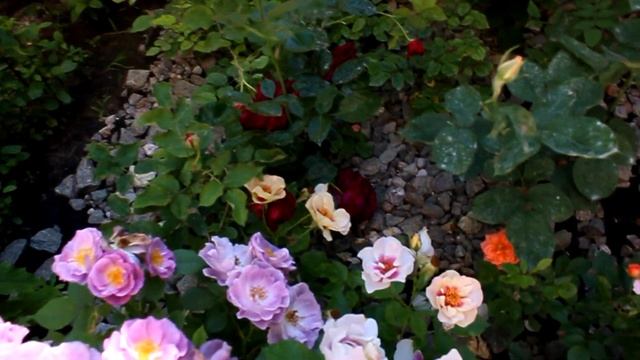 Розы в моем сад Кэндплайт ,Принц, Кзролин найт и другие 2021 смотреть онлайн