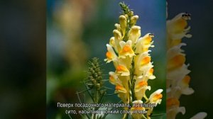 Львиный зев — выращивание из семян, когда сажать