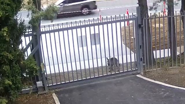 РОССИЙСКОЕ ПОСОЛЬСТВО В АВСТРАЛИИ СООБЩИЛИ О ПОПЫТКЕ ПРОНИКНОВЕНИЯ В ВОРОТА ЛОМИЛСЯ КЕНГУРУ смотреть онлайн