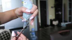 КАК СТРИЧЬ КОГТИ ПОПУГАЮ