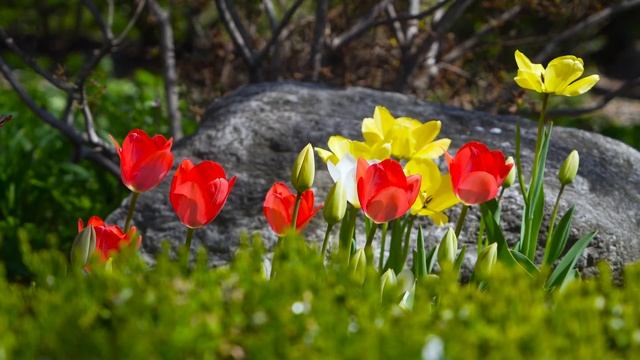 【Утренняя музыка 】Музыка от стресса и депрессии - помогает избавиться от негатива смотреть онлайн