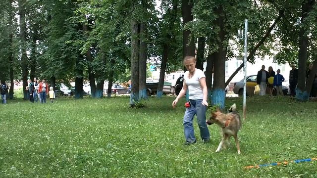 Мы бандито, танец с собакой смотреть онлайн