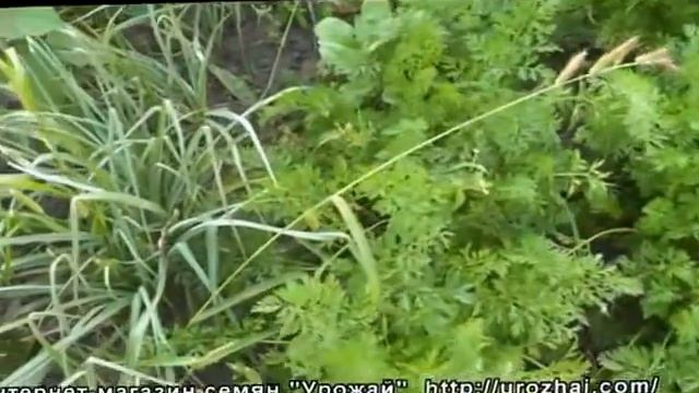 УРОЖАЙ Выращивание моркови и скорцонеры смотреть онлайн