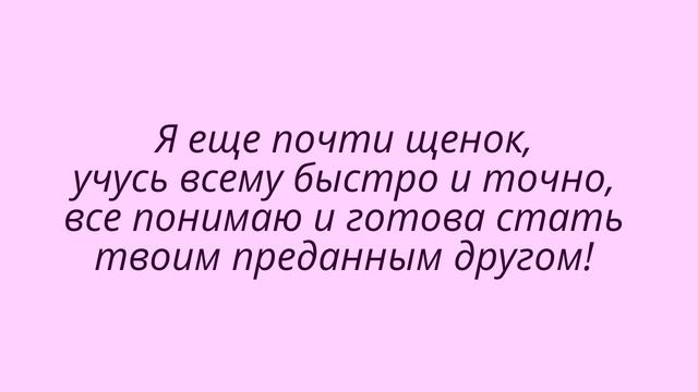 Собака в дар! Тина ищет дом. смотреть онлайн