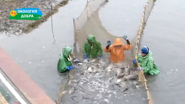 Самая лучшая рыба в Большой рыбе смотреть онлайн