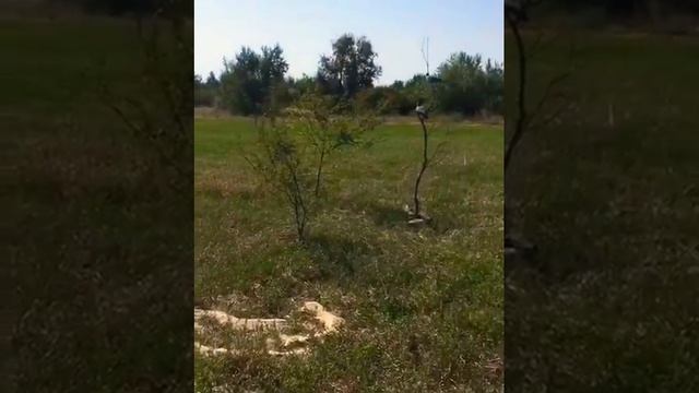 Охота с чучелами Вяхиря , как правильно ставить чучела!