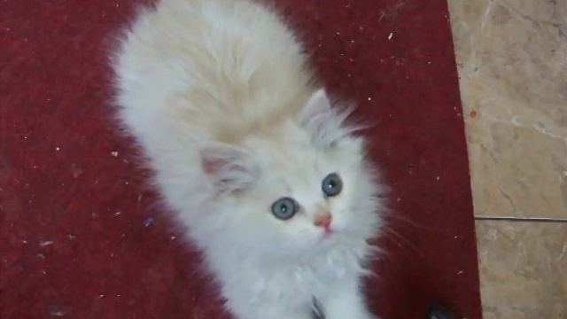 Персидские котята смотреть онлайн