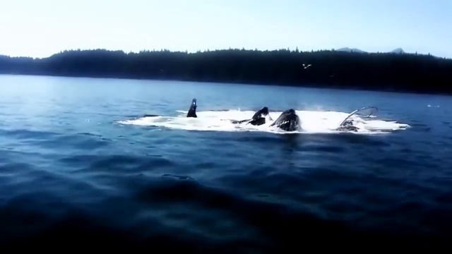 Best Documentary 2016 Sea Creatures: The Deep Ocean Voyagers - Documentary Movies