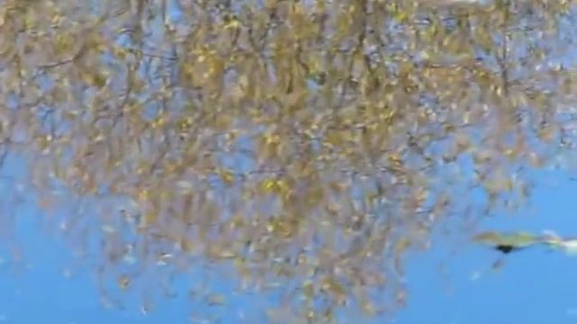 река Пахра в Дубровицах /подольский район/ смотреть онлайн