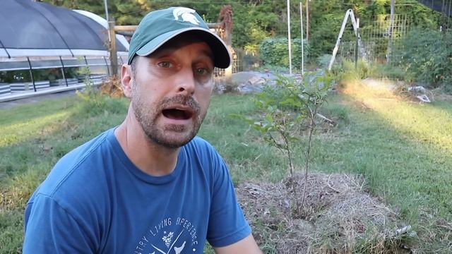 Don't Make These 7 Mistakes In The Blueberry Growing Process смотреть онлайн