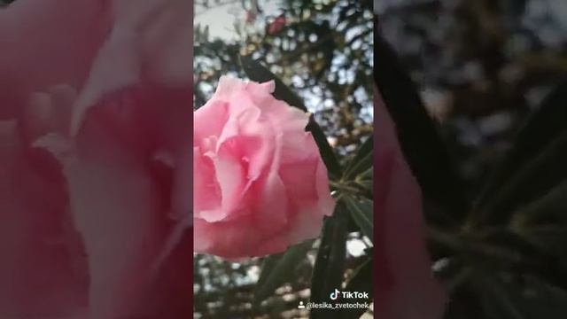 Олеандр розовый мохровый смотреть онлайн