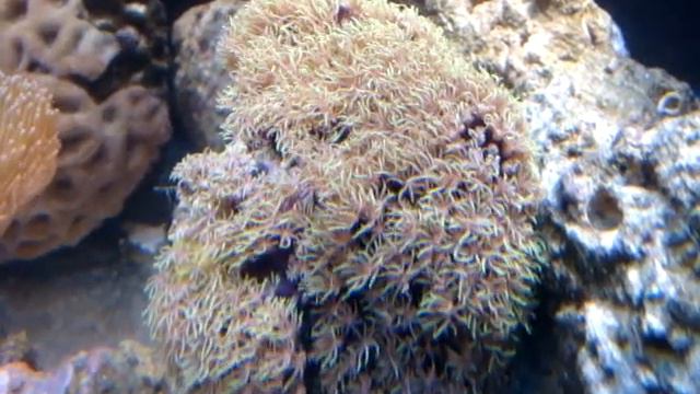 Pachylavularia sp. Star Polyps -saltwaterworx.net смотреть онлайн