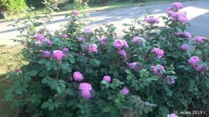 Видео обзор розы Айсфогель (Чайно гибридная) - Eisvogel (Тантау Германия, 2016)