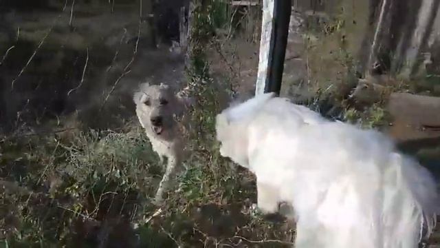 ОХРАННИКИ И КРАСОТКА АЙША смотреть онлайн