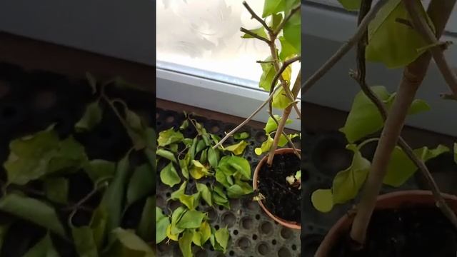 Залила цветочек???#бугенвиллии #bougenville смотреть онлайн