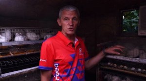 Перепела Вся правда о выращивании и содержании перепелов на яйцо и мясо Советы начинающим птицевода